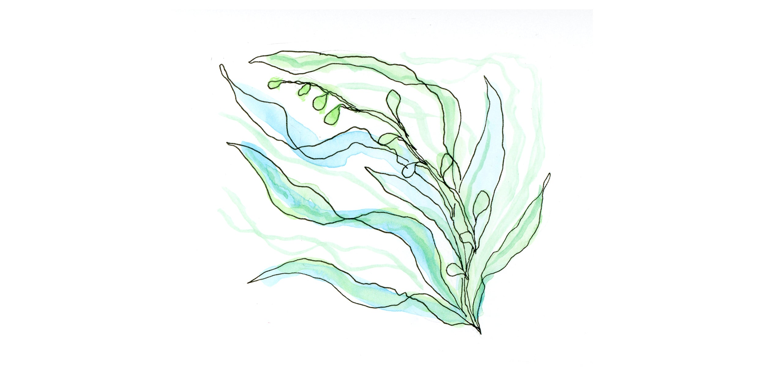 Illustration of Sea Kelp